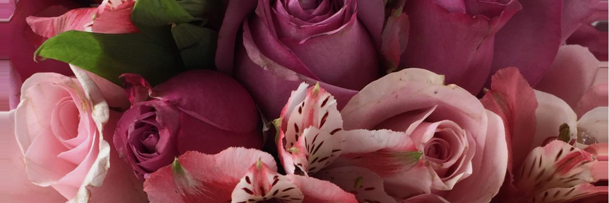 leonor_cadena's profile banner image