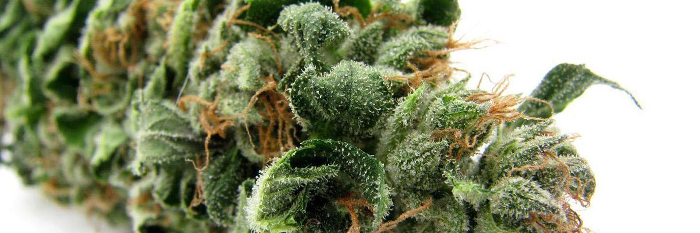 weedbiblecom's profile banner image