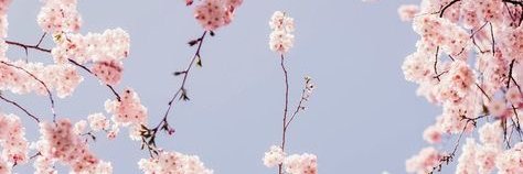 Sarah Ashton banner