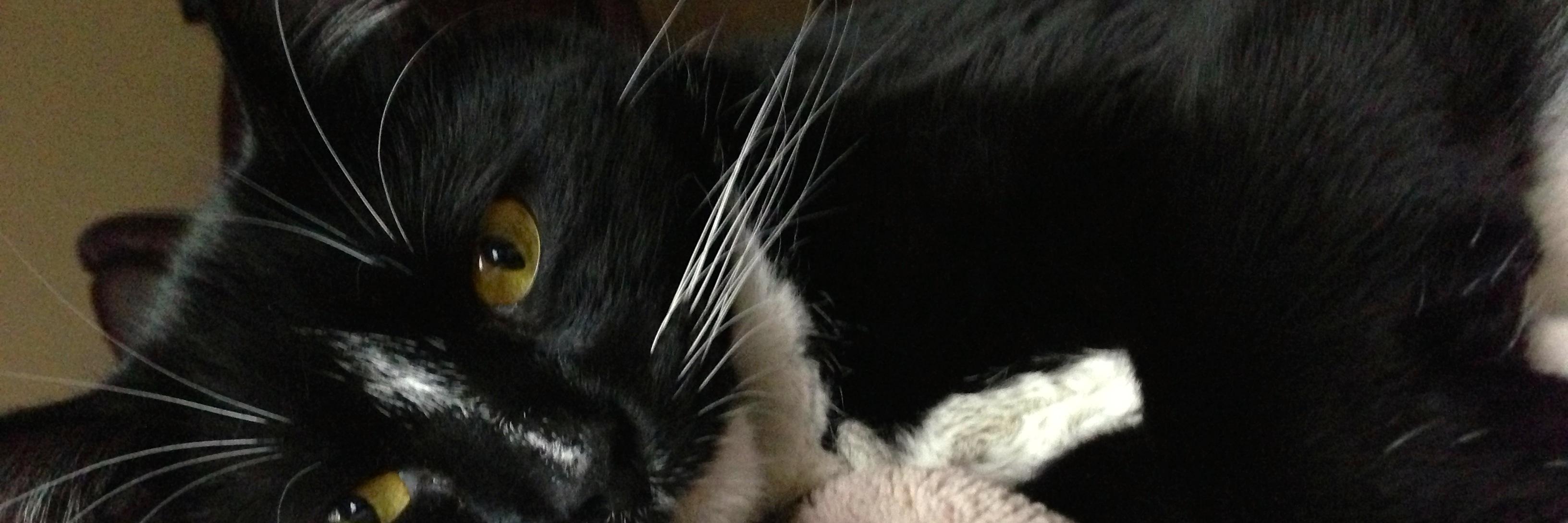 pwfatcat's profile banner image