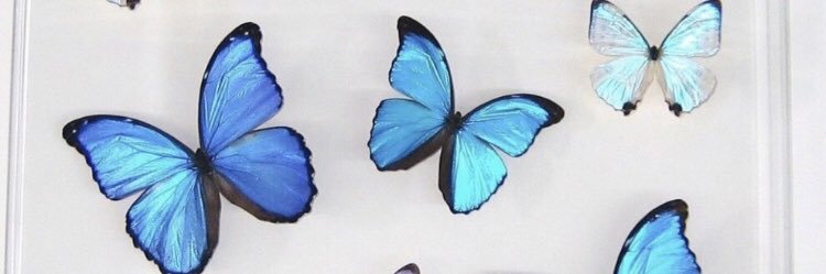 CjWienbarg's profile banner image