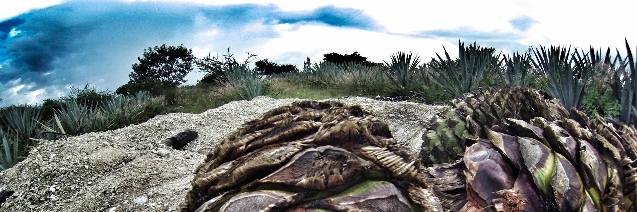mezcalppd's profile banner image