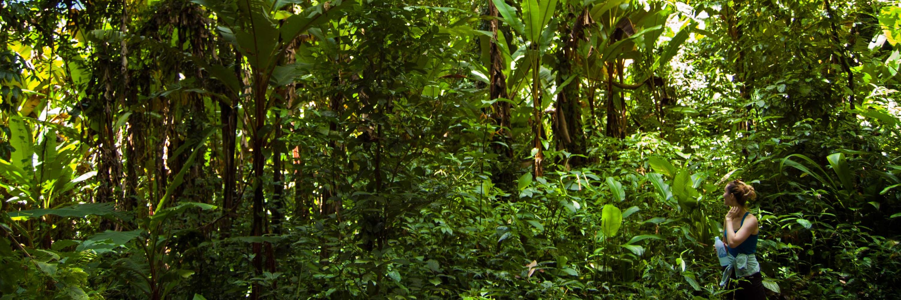 Hillary Sanders banner