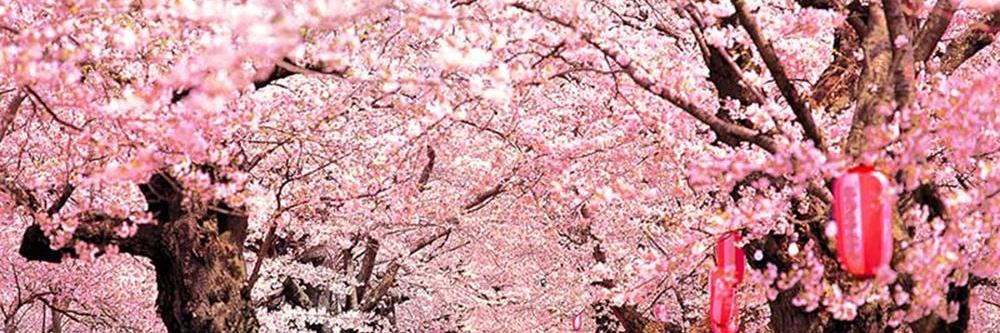 LittleRinnyChan's profile banner image