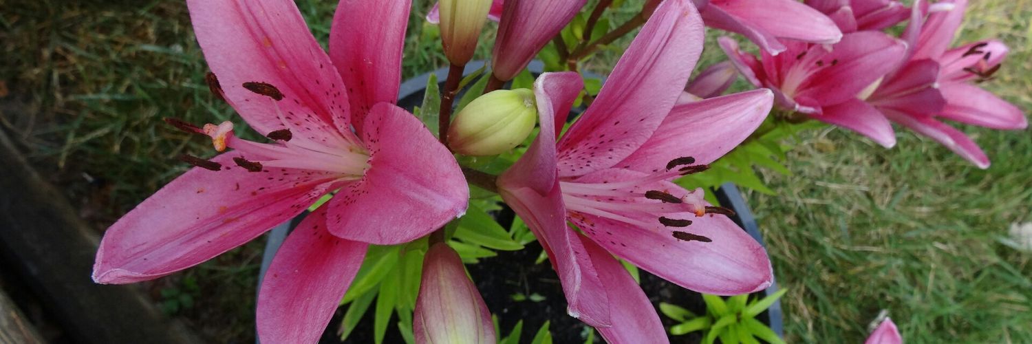 DangerousDebra's profile banner image