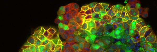 fischbcl17 Profile Banner