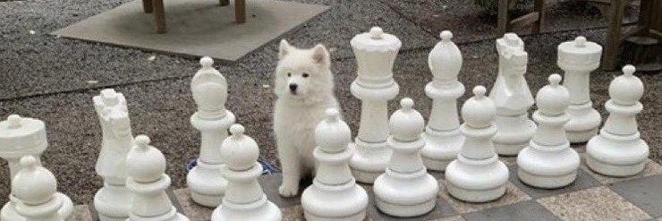 LoxSamoyed's profile banner image