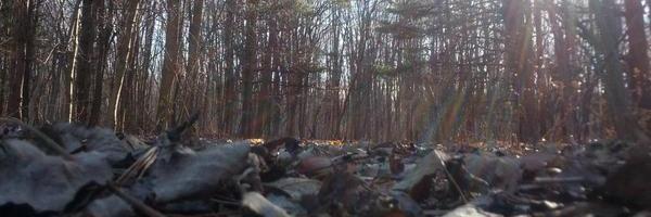 Geocaching Pictures banner