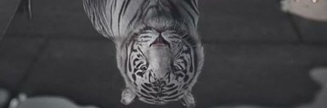 EdwardEuphoria's profile banner image