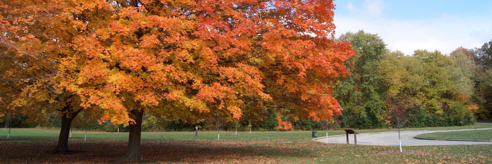 Dr. Natalie Rosin banner