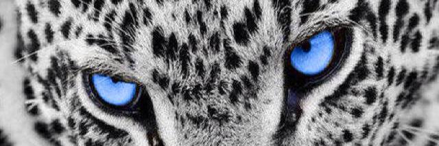 Tigercat banner