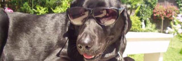 blacklabsmatter's profile banner image