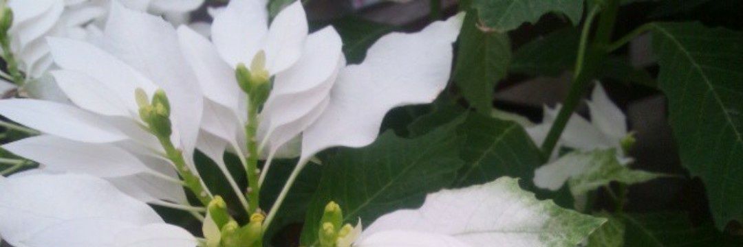 Etsuko Nakamura banner