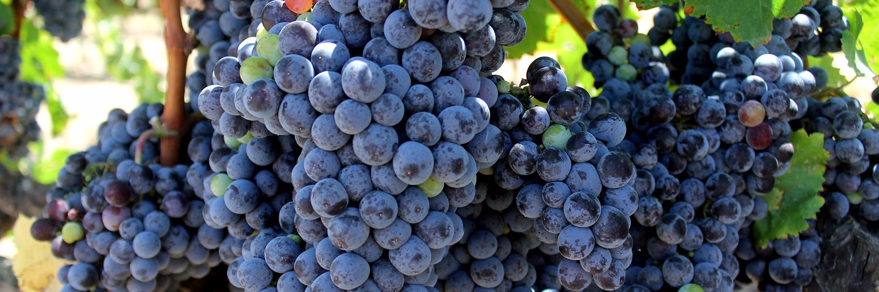 wine_today's profile banner image