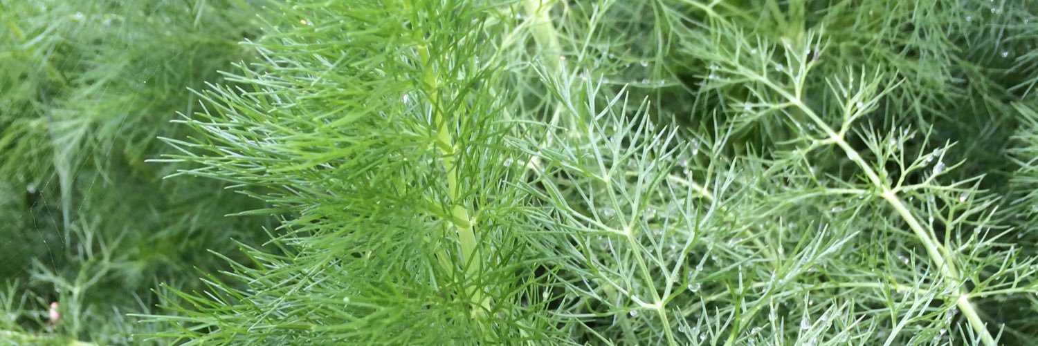 DunbarGarden's profile banner image