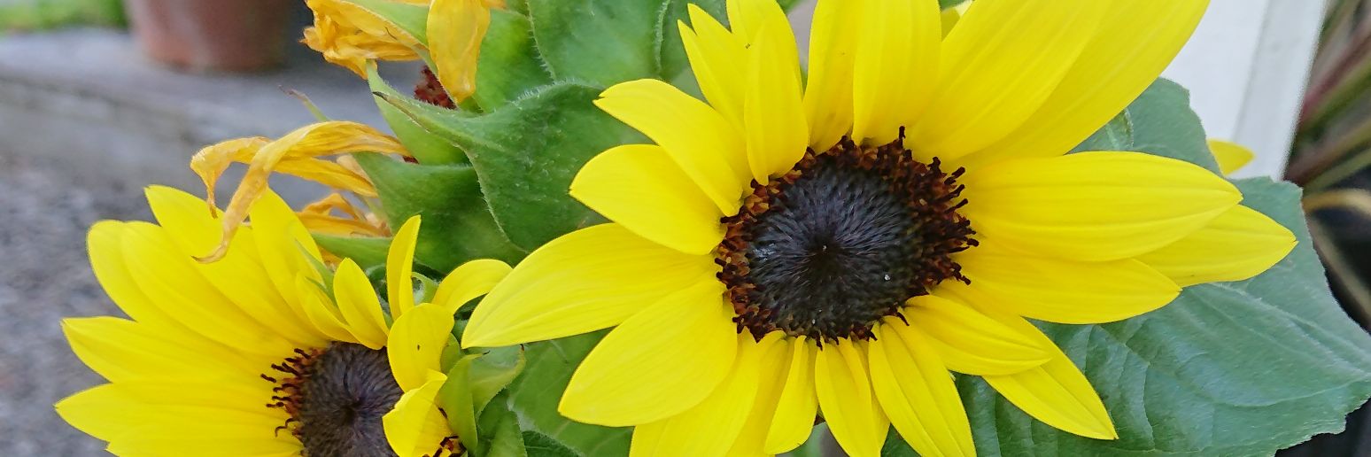 ayushikairo's profile banner image