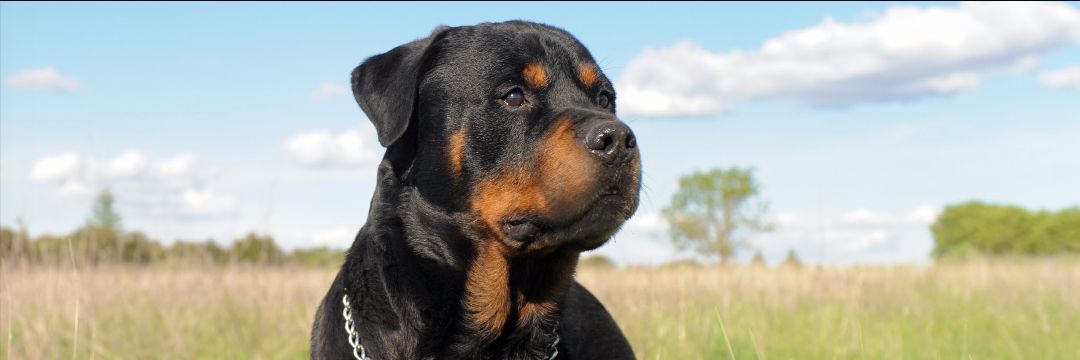 Christian1457's profile banner image