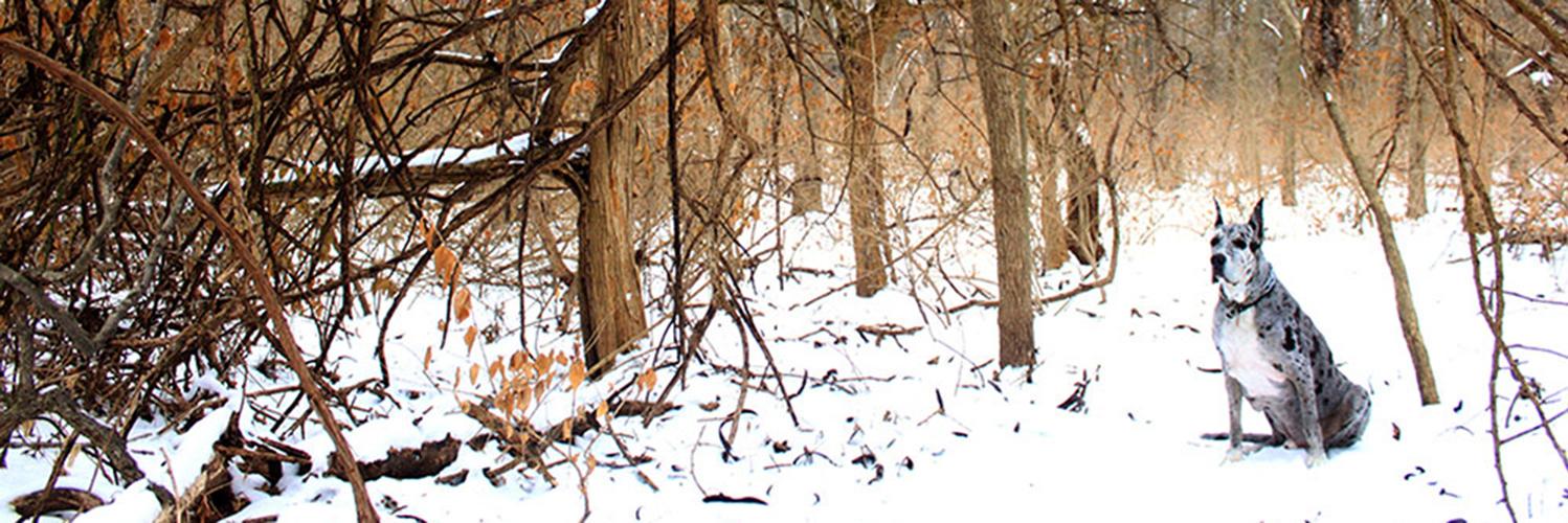 TheCandidPup's profile banner image