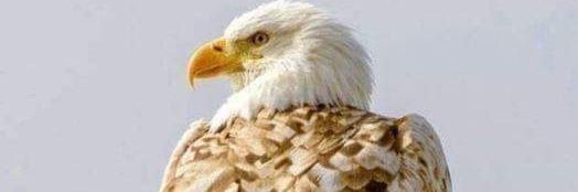 eaglemannwo's profile banner image