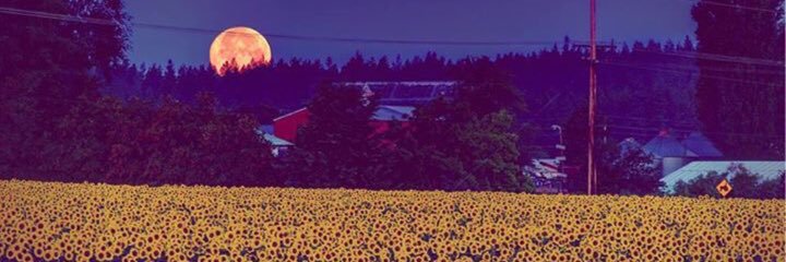 delaneyrarcher's profile banner image