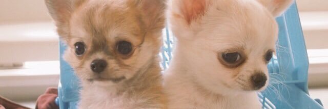 yuchamon1208's profile banner image