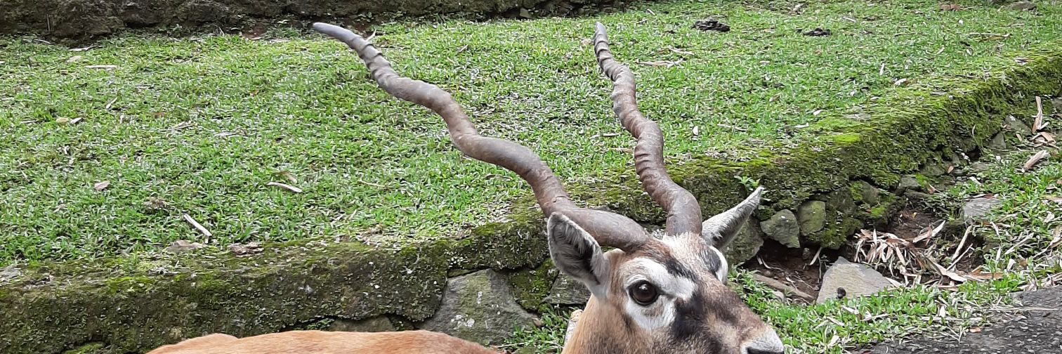 timiddeersees's profile banner image