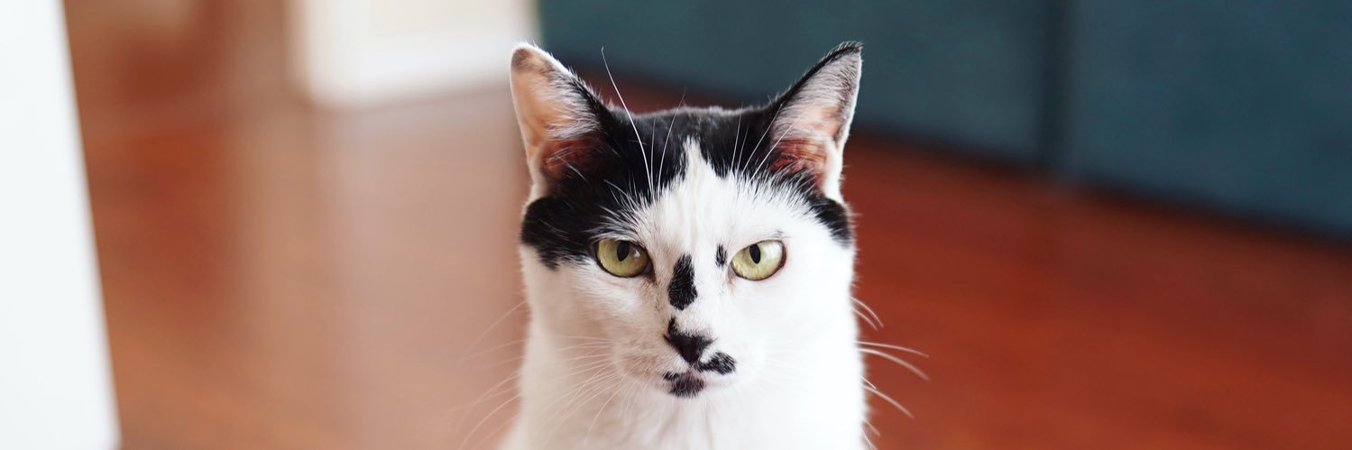 ワロリンス banner