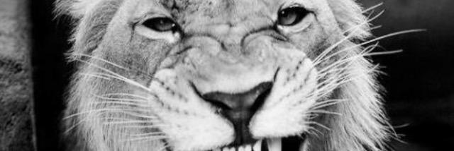 AlexaTollis's profile banner image