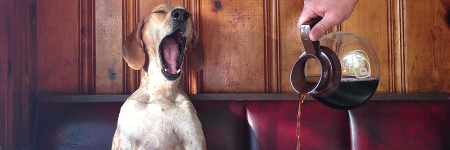 Alison Harmon banner