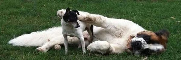 Mistiiniowa Profile Banner