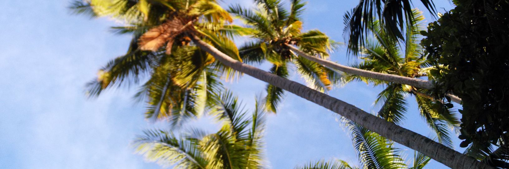 Sean McCrackine banner