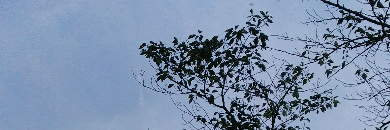 hydrangea_azi's profile banner image