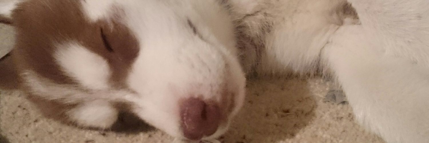 maximus7651's profile banner image