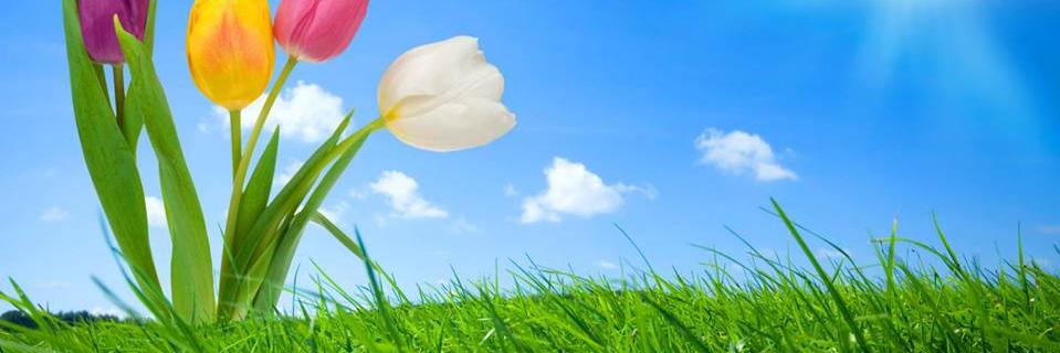 crocustrading's profile banner image