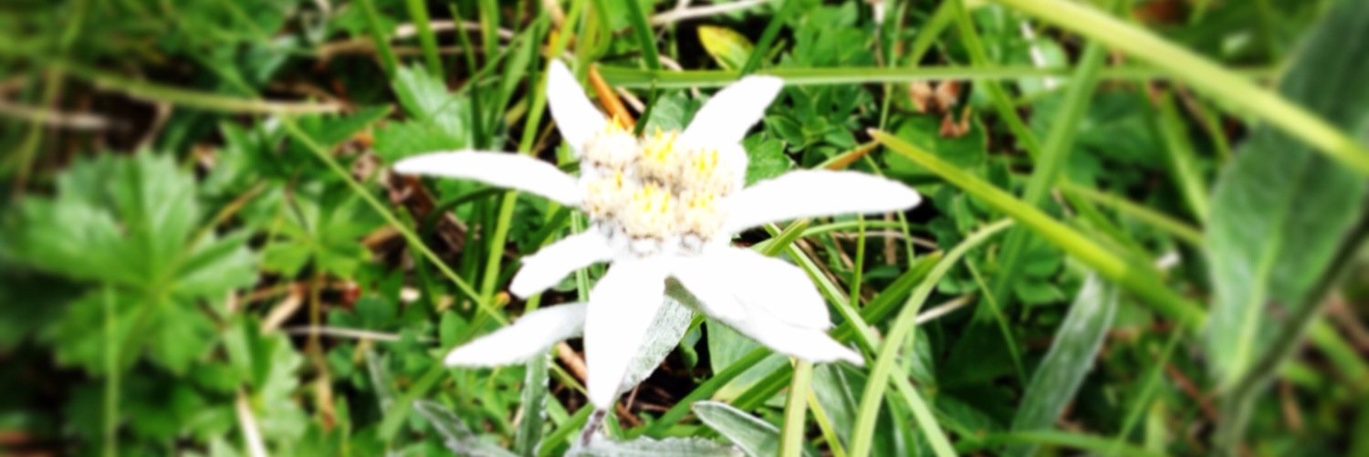 SaraPiccinini's profile banner image