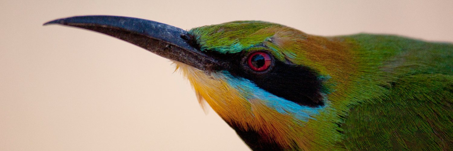 Periperipatus's profile banner image