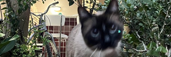kevinvechiatto Profile Banner