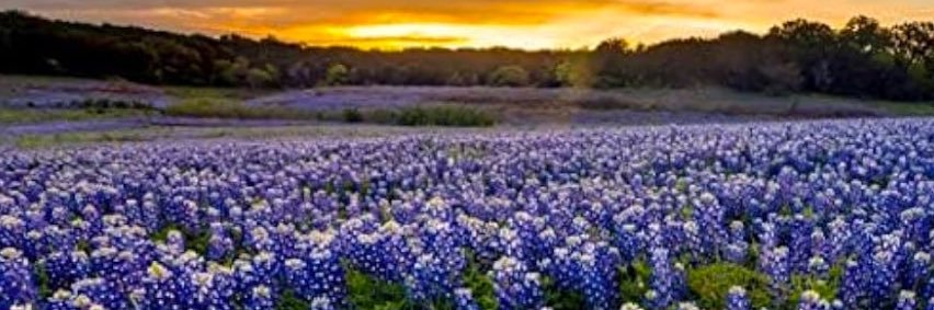 Collin County ⭐️ Texas Democrats's banner
