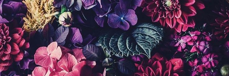 Yarasaurus's profile banner image