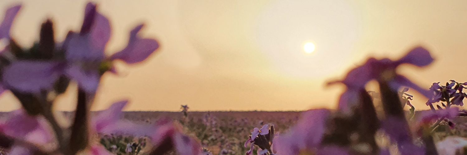 AlshreemS's profile banner image