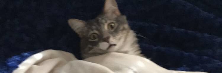madelynshank's profile banner image