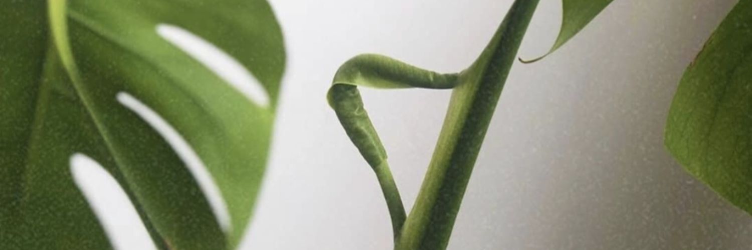Greendish_'s profile banner image