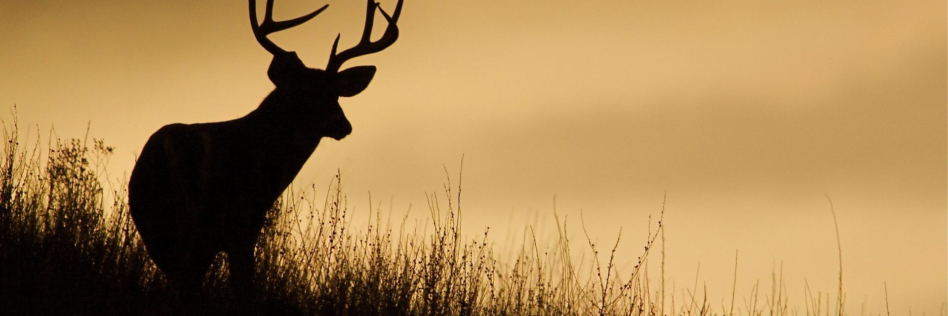 crossbowcritic's profile banner image