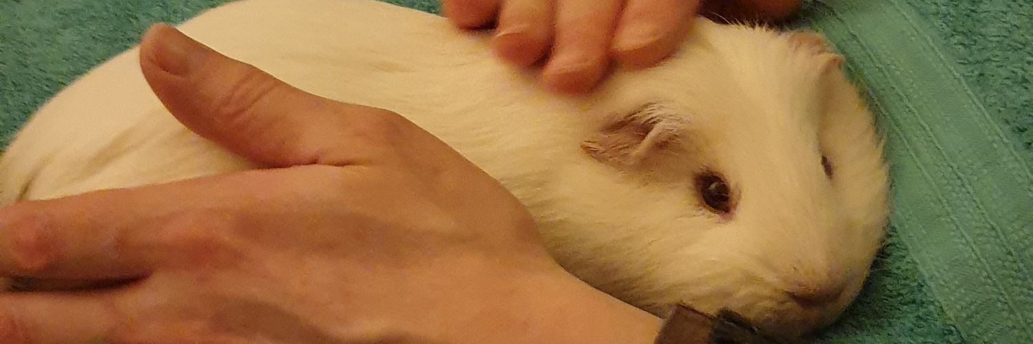 KitKatEmpress's profile banner image