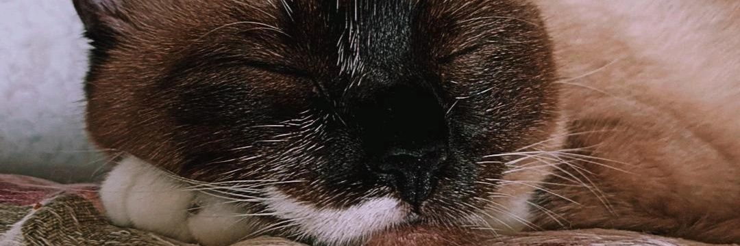 ticoliroo's profile banner image