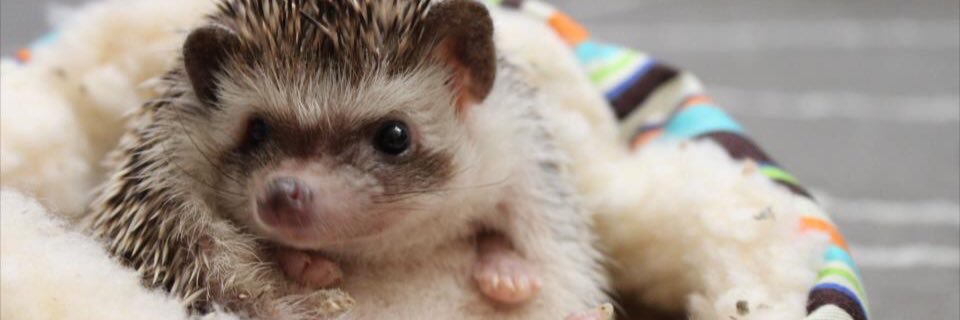 Alison Phillips banner