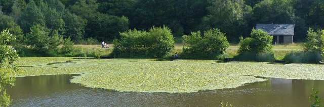 Llyfrgell Deri - Deri Library banner