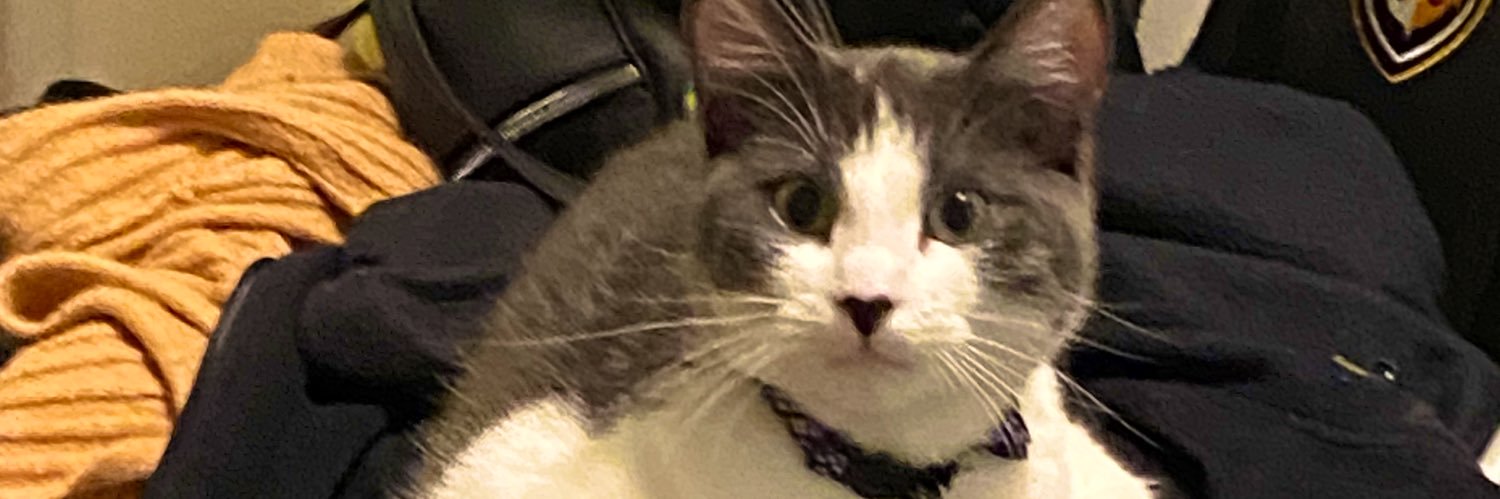 🐢 banner