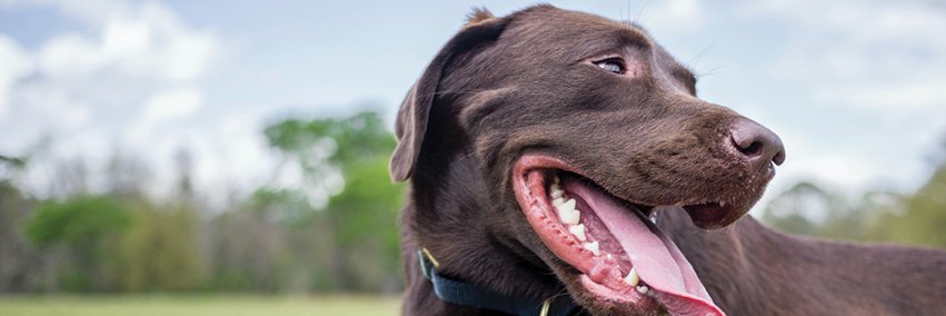 ShedrowK9's profile banner image