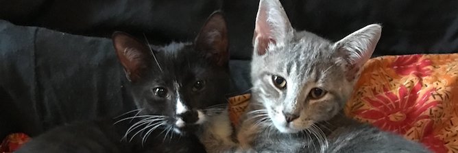 lynnmarrapodi's profile banner image